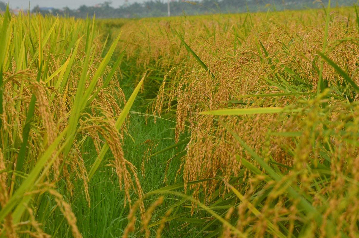 đất trồng lúa hết hạn sử dụng 4