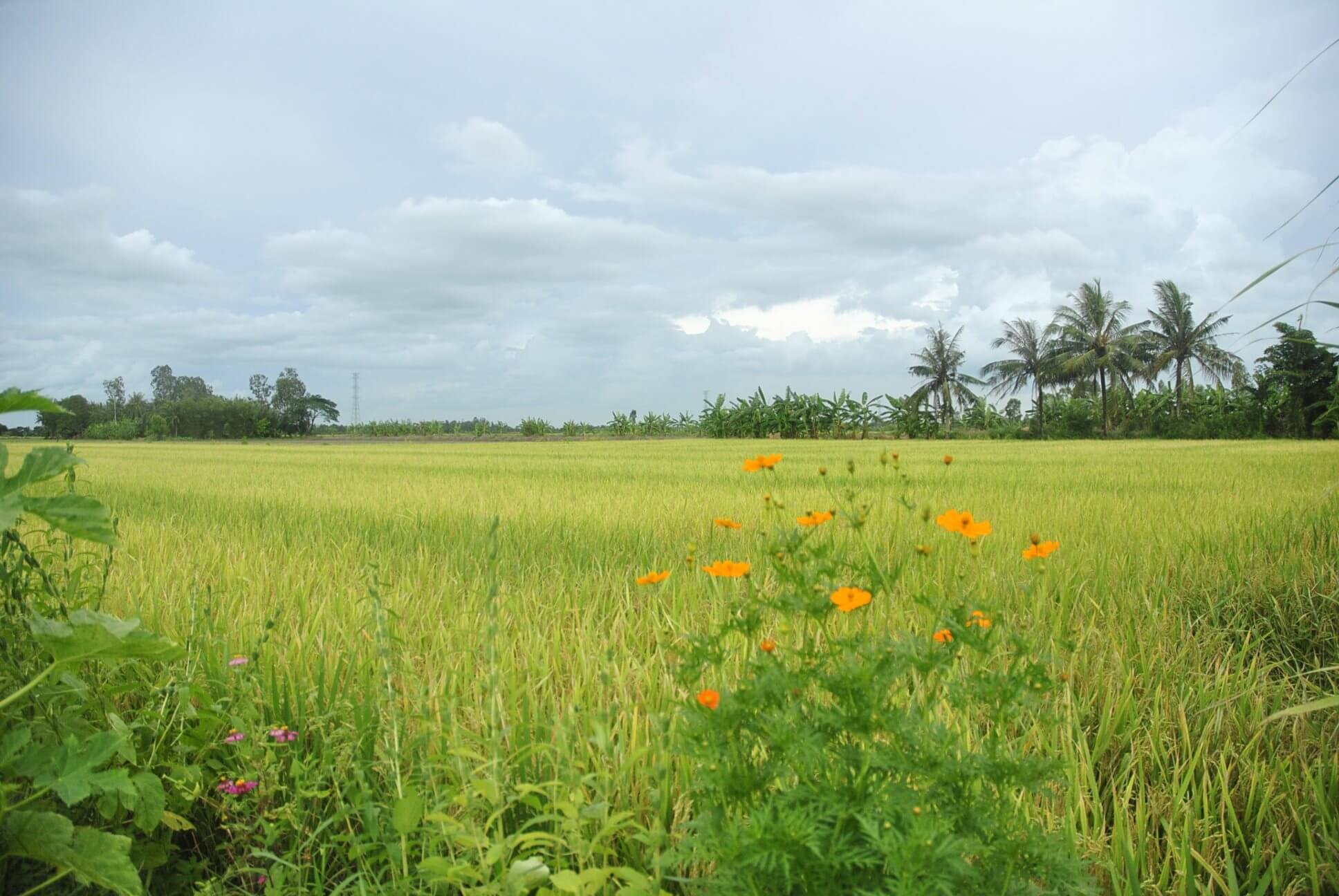 Đất trồng cây hàng năm có được xây nhà không 2