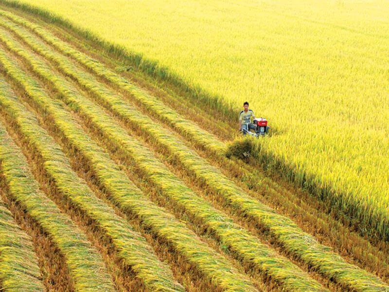 Giá mua bán đất trồng lúa nước 1