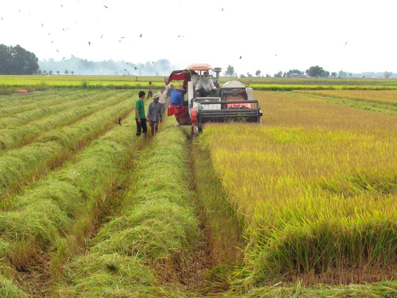 Giá mua bán đất trồng lúa nước 3