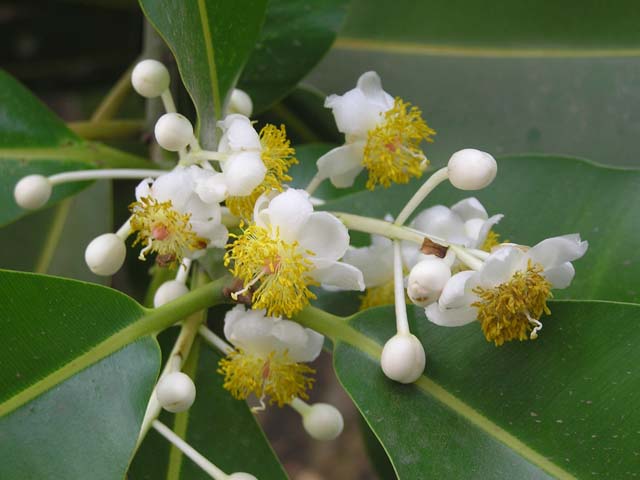 Hoa của cây mù u