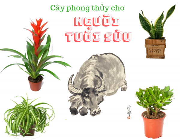 Cây phong thủy cho tuổi Sửu 1