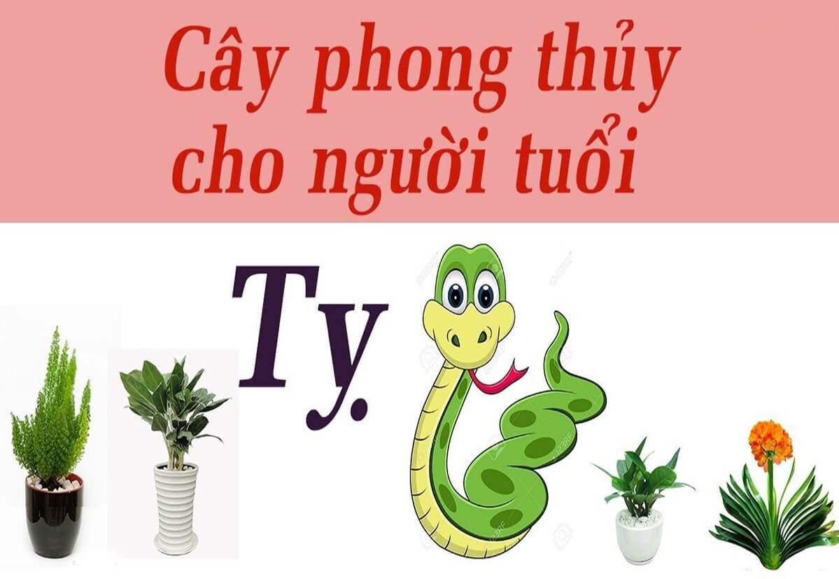 cây phong thủy cho tuổi Tỵ 1