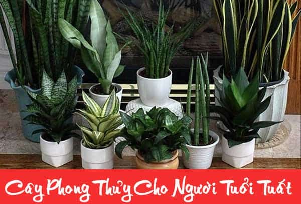 Chọn cây phong thủy cho tuổi Tuất