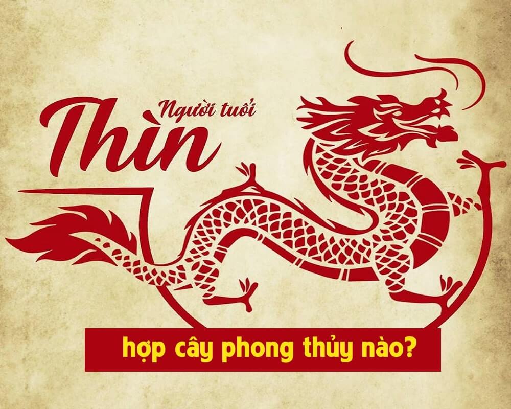 Cây phong thủy tuổi Thìn 2