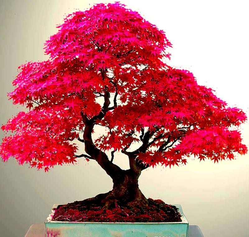 Phong lá đỏ tạo dáng bonsai